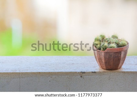 View of cactus in small pots Placed on the right corner of the white wall It is soft and bright The back of the picture blurred Can enter text May be used as background or wallpaper