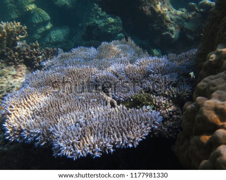 underwater coral  picture