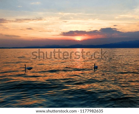 Two swans swim in the lake at sunset. The water of the lake is orange under the sun. The sky is a bit cloudy.