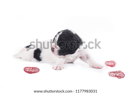 landseer dog isolated in front on white background