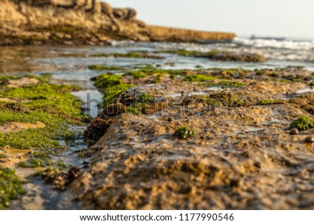 Rocks by the sea, with green algae and marine life. Estoril beach. Portugal