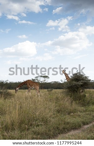 Two walking giraffes - Kenya, Africa