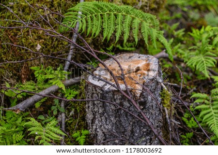 The branch lies on a stump in the forest.
