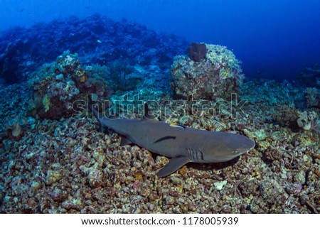 White-tip shark is cleaned by pair of bluestreak cleaner wrasse on seafloor service station. Spratly Islands, South China Sea.