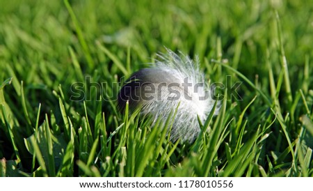Small bird feather in green grass
