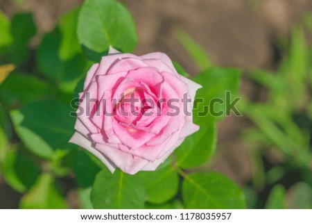 Pink rose, close-up picture of a flower.