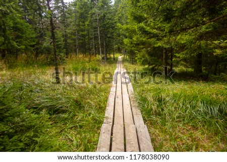 Wooden foothpat, bridge, boardwalk leading across marshland in forest, path to Black Lake, Crno jezero near Rogla, Pohorje, Slovenia
