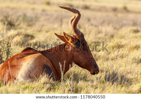 Red hartebeest lying and chilling in the grass in the field