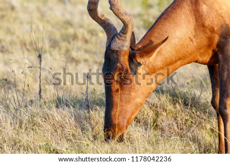 Close up of a Red hartebeest eating grass in the field