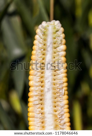 Cut half with the structure of corn cobs with seeds exploding seeds, closeup