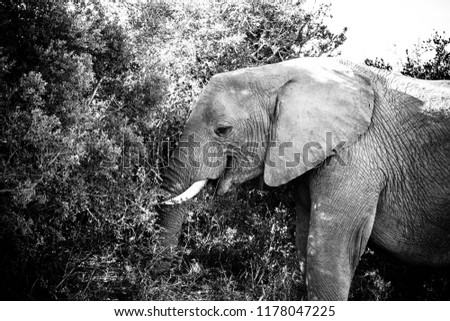 Elephant standing with his trunk in the bushes eating leaves