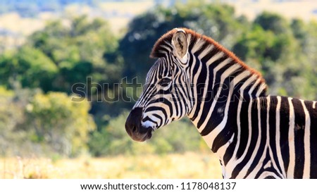 Zebra standing and posing in the field