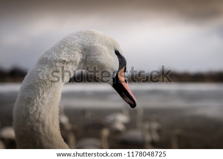 A swan eyes up the photographer at Hogganfield Loch in Glasgow, Scotland.
