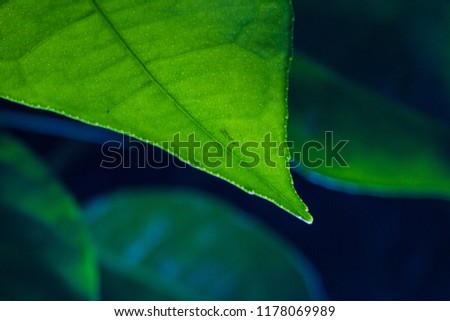 close-up view of a green leaf