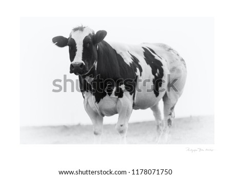 Vintage made large belgian cow photo print black and white traditional art (high resolution medium format camera) (with fictional text - no signature and no trademarks included)