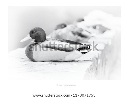 Vintage made duck photo print black and white traditional art Anatidae (high resolution medium format camera) (with fictional text - no signature and no trademarks)