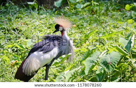 Lovely Uganda crown crane