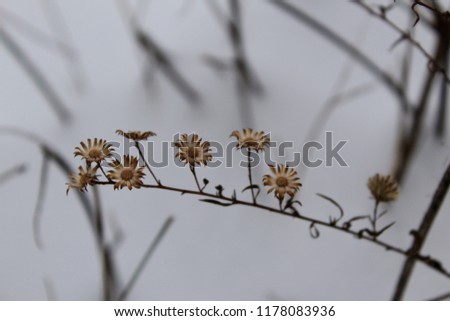 Rustic Winter Flowers