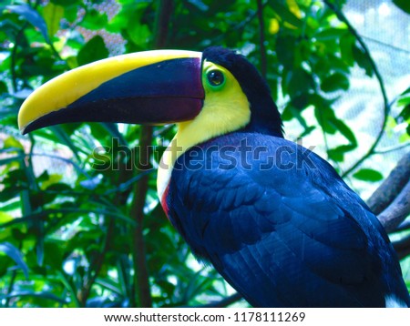Toucan Costa Rica 
