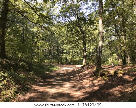 A large forest in the province of Rome, where the dominant species is the Turkey oak, followed by English oaks, wild maples, medlars, hornbeams, chestnut and birch trees.
