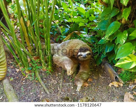 Sloth Costa Rica 