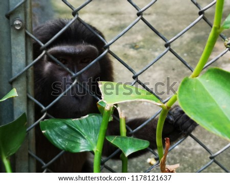 black monkey look with fierce eye behind the fence. 