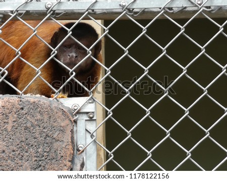 brown monkey look with fierce eye behind the fence. 