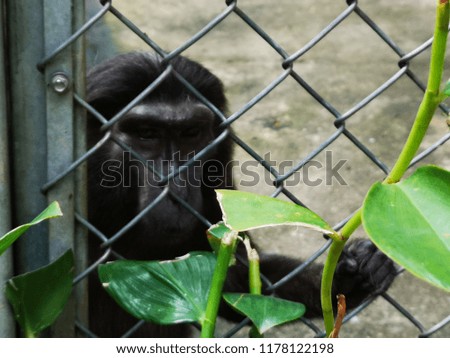 black monkey look with fierce eye behind the fence. 