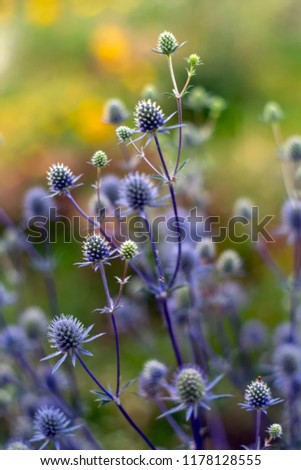 blue glitter sea holly flowers (Eryngium planum) with background bokeh Royalty-Free Stock Photo #1178128555