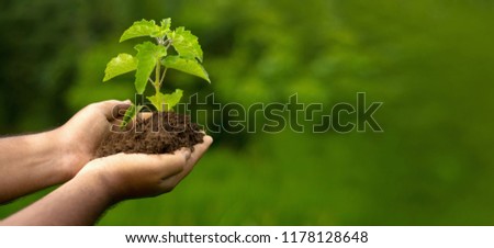 Save Tree Concept, Hand with Tree, Save Earth, World Environment Day background, holding tree with beautiful green bokeh banner type image  Royalty-Free Stock Photo #1178128648