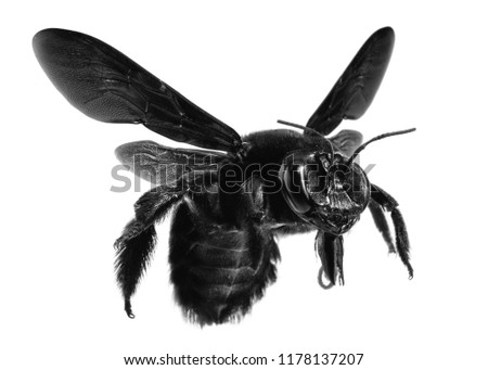 bees flying with isolated background, bee in black and white, photography of black and white einseto, macro photography of flying insects