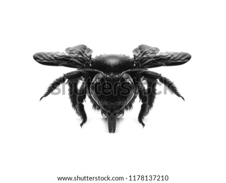 bees flying with isolated background, bee in black and white, photography of black and white einseto, macro photography of flying insects