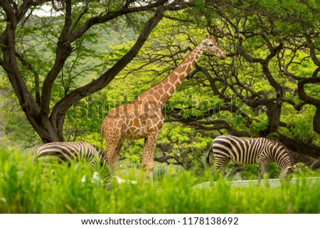 Honolulu Zoo Giraffe