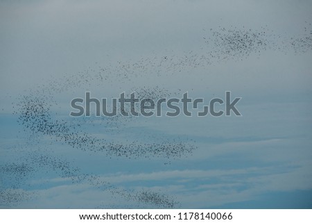 A flock of bats flying
