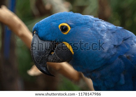 blue macaw smiles for a side profile picture