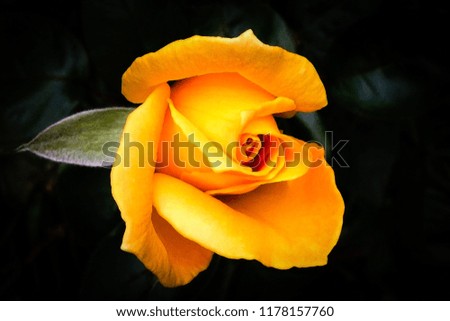 Yellow Rose Flower, British Columbia, 2015