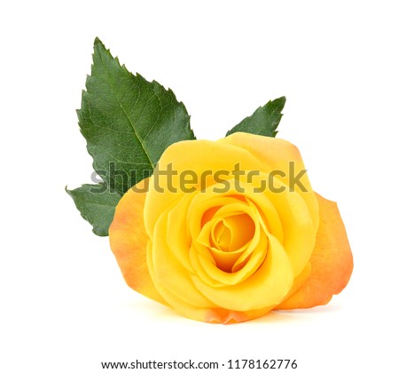 Macro of Perfect Yellow Rose Flow 