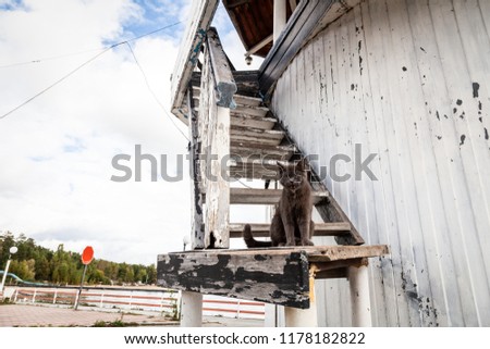 Portrait of a beautiful gray cat sitting on the stairs of an old white lighthouse near mine on a warm autumn day