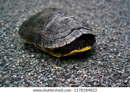 Shy turtle in the road