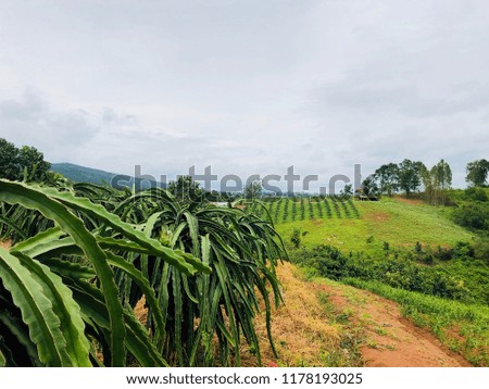 Organic Dragon Fruit (Pitaya)   farming