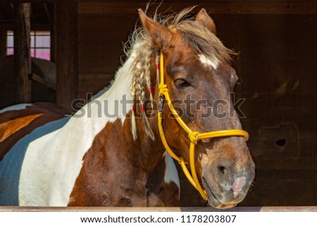 Horse, Hokkaido, Japan