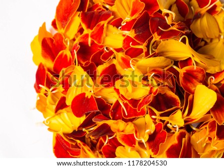 texture background. Pattern of flower petals. Calendula are very important in Nepalese culture, where garlands for marigolds are used in almost every house, especially during the festival in Tihar