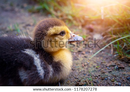 Closeup cute duckling