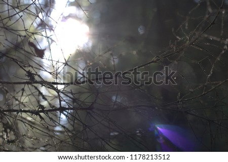 spider webs on branches in the forest in the morning in a fog