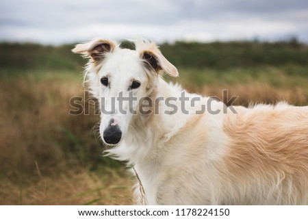 Portrait of young and happy russian borzoi dog in the field. Close-up image of elegant dog breed russian wolfhound in the meadow Royalty-Free Stock Photo #1178224150