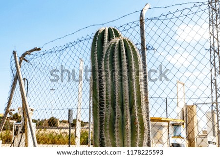 Large cactus grows on the background of the fence of the grid.