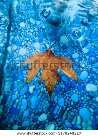 dried leaf / on the water