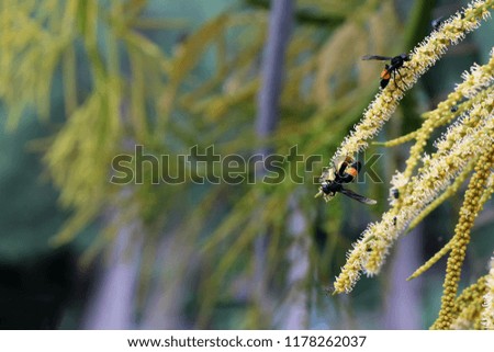 Wasp and Bees are flying swarm around the pollen of betel palm flowering in the garden.