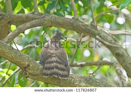 Crested Goshawk ( Accipiter trivirgatus )