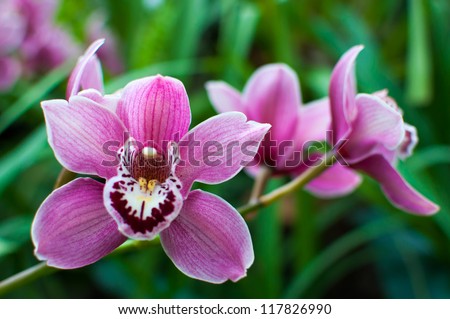 orchidea Royalty-Free Stock Photo #117826990
